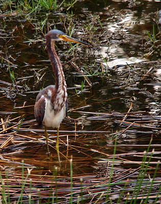 [The bird is standing in knee-deep water with its body facing the camera showing the colorful white, rust, and grey-blue feathers. Its head is turned to the right.]